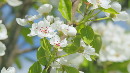 Pear blossom branch with white flowers in full bloom. Garden of pear trees. Close up.