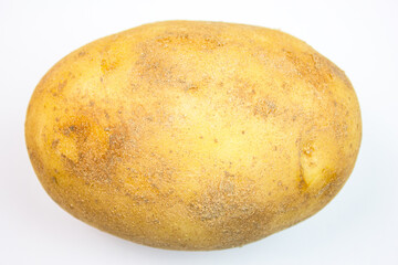 Potatoes one isolated potato. Fresh potato harvest.