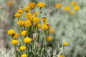 Obraz premium Background with yellow flowers of santolina (Santolina chamaecyparissus) in the field