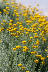 Background with yellow flowers of santolina (Santolina chamaecyparissus) in the field