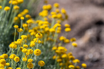 Background with yellow flowers of santolina (Santolina chamaecyparissus) in the field