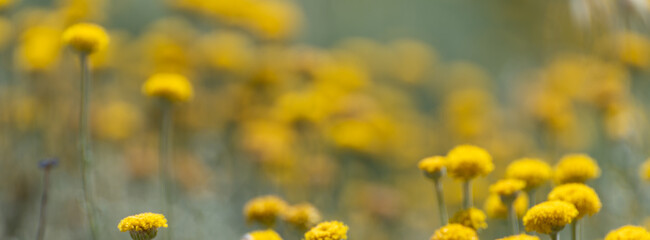 Background with yellow flowers of santolina (Santolina chamaecyparissus) in the field