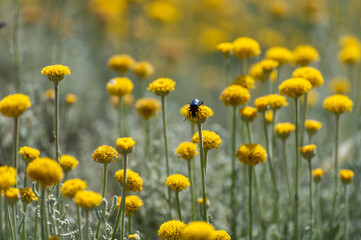 Fototapeta premium Background with yellow flowers of santolina (Santolina chamaecyparissus) in the field