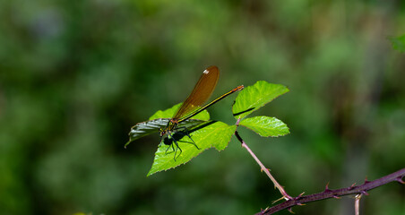 dragonfly on a green leaf