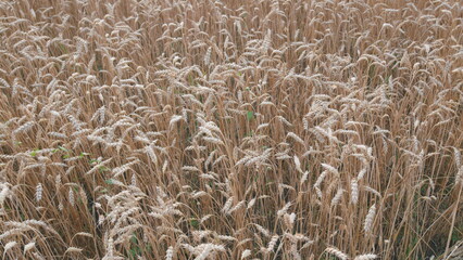 Ripening wheat field at summer day. Textured agricultural farming background. Slow motion.