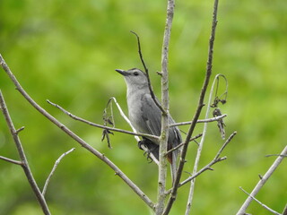 A gray catbird perched on a branch, within the woodland forest of the Bombay Hook National Wildlife Refuge, Kent County, Delaware. 