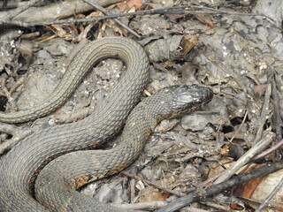 A large northern water snake living within the wetlands of the Bombay Hook National Wildlife Refuge, Kent County, Delaware.