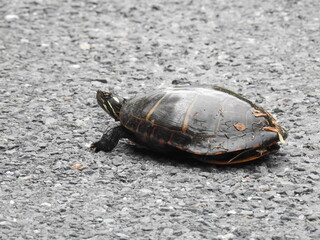 Eastern painted turtle crawling across a gravel road within the Bombay Hook National Wildlife Refuge, Kent County, Delaware.