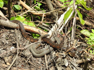 A pair of northern water snakes, basking in the warmth of the sun, within the wetland forest of the Bombay Hook National Wildlife Refuge, Kent County, Delaware.