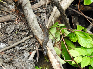 Northern water snake slithering over a branch within the wetlands of the Bombay Hook National Wildlife Refuge, Kent County, Delaware.