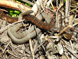 A pair of northern water snakes, basking in the warmth of the sun, within the wetland forest of the Bombay Hook National Wildlife Refuge, Kent County, Delaware.