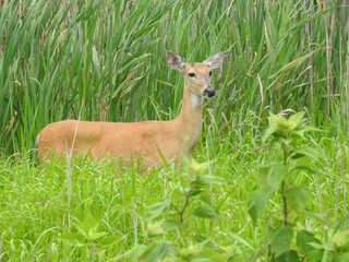 A white-tailed deer, doe, standing within the lush wetland vegetation. Bombay Hook National Wildlife Refuge, Kent County, Delaware.