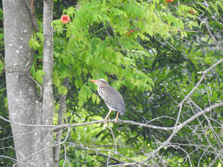 A juvenile green heron perched on a tree branch, within the woodland forest of the Bombay Hook National Wildlife Refuge, Kent County, Delaware