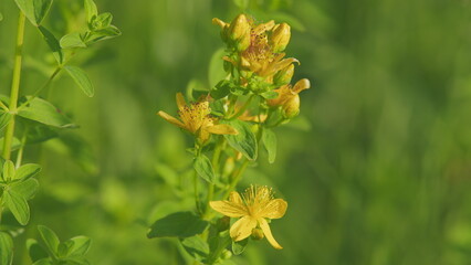 Yellow flowers of st. John s wort in the sunny sunset. Medicinal plant st john s wort grows on meadow.