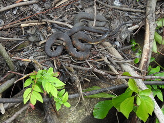 A pair of northern water snakes, basking in the warmth of the sun, within the wetland forest of the Bombay Hook National Wildlife Refuge, Kent County, Delaware.