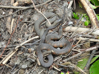 A pair of northern water snakes, basking in the warmth of the sun, within the wetland forest of the Bombay Hook National Wildlife Refuge, Kent County, Delaware.