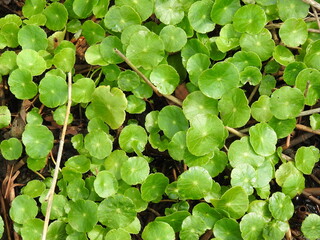 Aquatic plant, pennywort, hydrocotyle umbellata, growing wild within the wetlands of the Bombay...