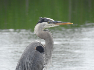A portrait of a great blue heron living at the Bombay Hook National Wildlife Refuge, Kent County, Delaware.