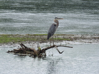 A great blue heron enjoying a beautiful summer day within the wetlands of the Bombay Hook National Wildlife Refuge, Kent County, Delaware.