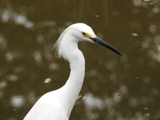 A portrait of a snowy egret living within the wetlands of the Bombay Hook National Wildlife Refuge, Kent County, Delaware. 