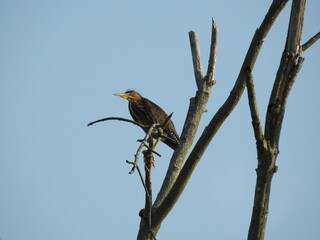 A green heron perched on a tree branch, within the wetland forest of the Bombay Hook National Wildlife Refuge, Kent County, Delaware. 