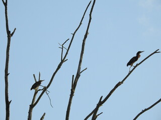 Green herons, high up in the trees, within the wetland forest of the Bombay Hook National Wildlife Refuge, Kent County, Delaware. 