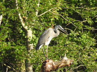 A great blue heron perched on a branch, within the wetland forest of the Bombay Hook National...
