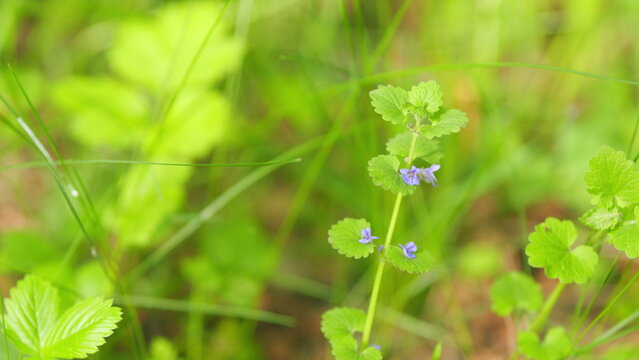 Ground ivy, creeping charlie or creeping charley, glechoma hederacea. Close up.