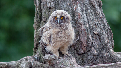great horned owl