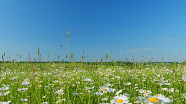 Field with chamomile flowers and blue sky. Chamomile field in summer sunny day. Europe in summer evening. Wide shot.