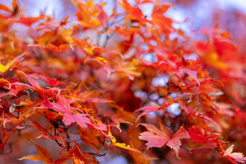 beautiful red and bright autumn leaves