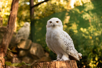 View of a sitting snowy owl in the zoo