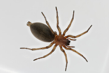 Macro photo of living spider Drassodes cupreus on light background.