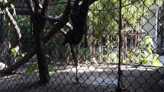 avanese Langur or Trachypithecus auratus at Gembiraloka Zoo, Yogyakarta