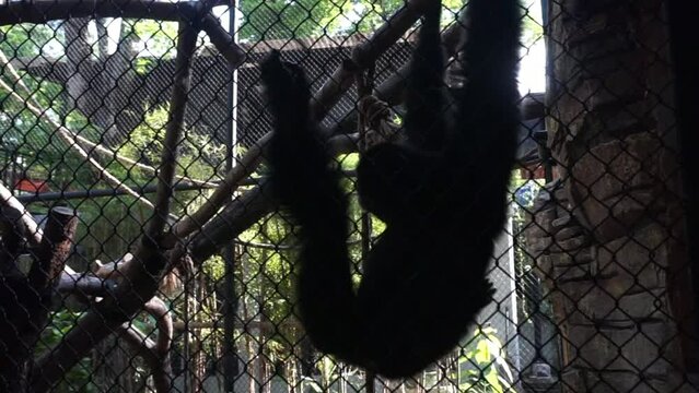 avanese Langur or Trachypithecus auratus at Gembiraloka Zoo, Yogyakarta