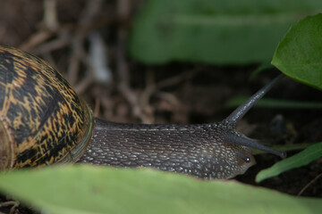 Garden Snail