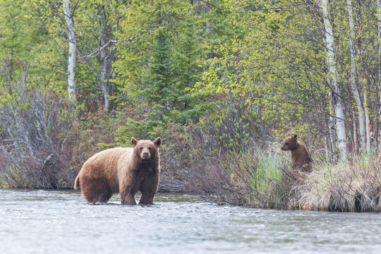 A black bear sow stands her ground, mid-stream, in a Saskatchewan river, Canada while her cub looks on.