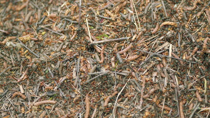 Anthill in the forest with forest red ants. Big anthill with colony of ants in summer forest. Macro view.