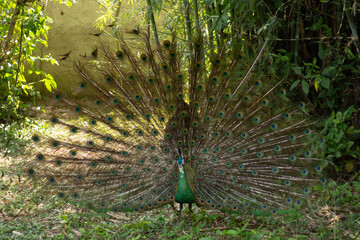 Peacock