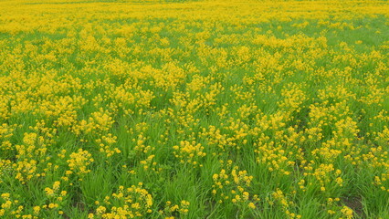 Blooming yellow rapeseed flower swaying in the wind. Materials for the production of oil. Wide shot.