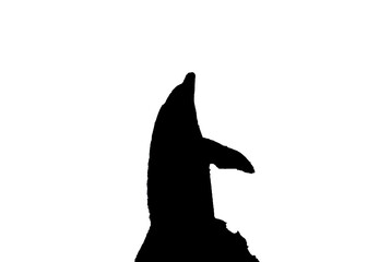 Grafik Delfin Schwarz weiß © pusteflower9024