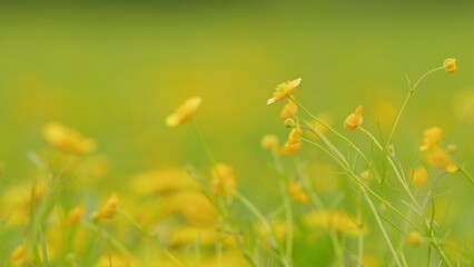 Beautiful flowers. Summer wind whimsical care eared grass, ranunculus in meadow. Ranunculus...