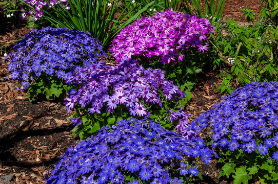 Sydney Australia, garden of flowering pericallis cruentus 