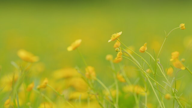 Beautiful flowers. Summer wind whimsical care eared grass, ranunculus in meadow. Ranunculus flammula. Rack focus.