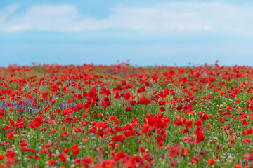 Beautiful red poppy field with blue sky
