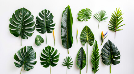 Fototapeta premium A flat lay image of various tropical leaves and flowers arranged on a white background