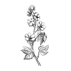 The cotton is organic. A branch of ripe cotton, emphasizing the botanical features. Black and white, detailed, graphic, vector illustration. Isolate, hand-drawn on a white background.