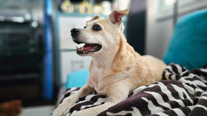 Aufmerksamer Hund