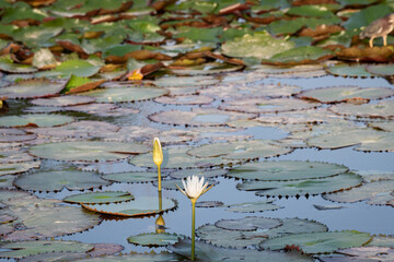 Beautiful white water lotus float in a wetland. One lotus is closed, while the other is open. 