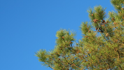 Pinaceae Family. Pinus. Pine Branches Swaying In The Wind.